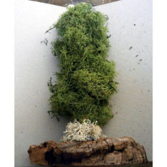 INGROSSO CIPRESSO NORDICO PICCOL