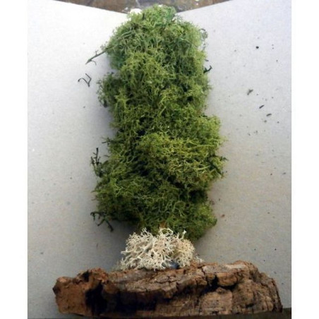 INGROSSO CIPRESSO NORDICO PICCOL