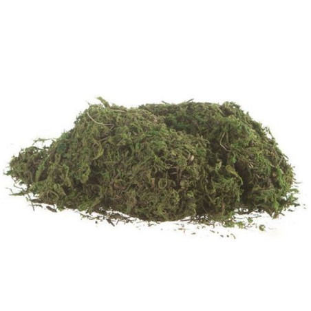 INGROSSO MUSCHIO 5 DOSI