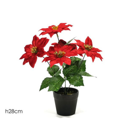 INGROSSO STELLA DI NATALE IN VAS