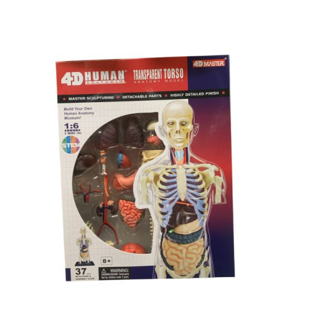 INGROSSO GIOCATTOLI ANATOMIA UMANA 4D TORSO 20
